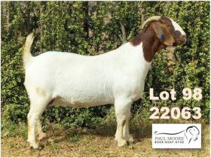 1X BOER GOAT STUD PREGNANT DOE Paul Moore Mooredale -1212