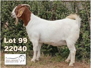 1X BOER GOAT FLOCK DOE Paul Moore Mooredale -1212