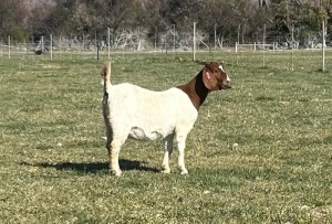 WITHDRAWN - 1X BOER GOAT DOE Gareth Asher - 1524