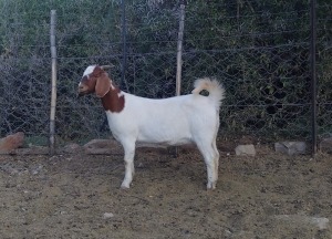 WITHDRAWN - 1X BOER GOAT DOE Gareth Asher - 1524