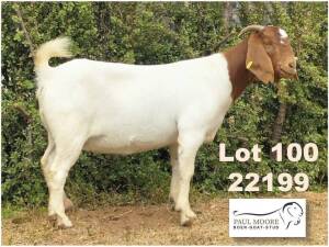 1X BOER GOAT FLOCK DOE Paul Moore Mooredale -1212