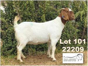 1X BOER GOAT STUD DOE Paul Moore Mooredale -1212