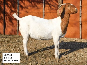 1X BOER GOAT FLOCK PREGNANT DOE Willem de Wet WortelKuil Boerdery