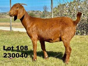 1X KALAHARI RED FLOCK DOE Zaanri Snyman Wepener Zaanri Snyman Kalahari Reds - KR192