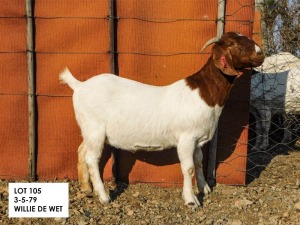 1X BOER GOAT FLOCK PREGNANT DOE Willem de Wet WortelKuil Boerdery