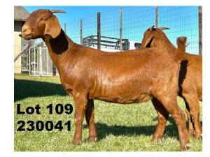 1X KALAHARI RED FLOCK DOE Zaanri Snyman Wepener Zaanri Snyman Kalahari Reds - KR192