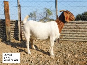 1X BOER GOAT FLOCK PREGNANT DOE Willem de Wet WortelKuil Boerdery