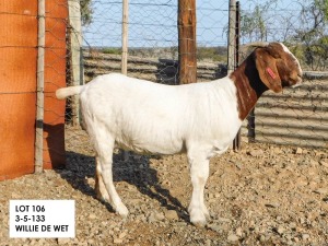 1X BOER GOAT FLOCK PREGNANT DOE Willem de Wet WortelKuil Boerdery