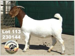 1X BOER GOAT FLOCK PREGNANT DOE Grootfontein LBK - 1351