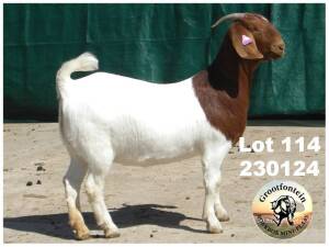 1X BOER GOAT FLOCK DOE Grootfontein LBK - 1351