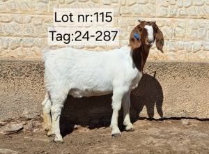 WITHDRAWN - 1X BOER GOAT DOE Wimpie Schoeman Wimpie Schoeman BBS - 1608