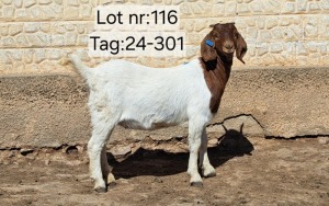 1X BOER GOAT FLOCK DOE Wimpie Schoeman Wimpie Schoeman BBS - 1608