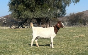 WITHDRAWN - 1X BOER GOAT DOE Gareth Asher - 1524