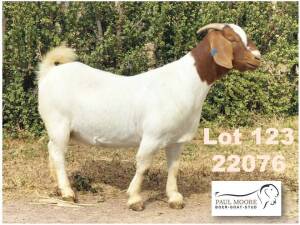 WITHDRAWN - 1X BOER GOAT DOE Paul Moore Mooredale -1212