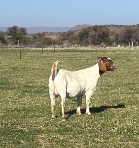 1X BOER GOAT DOE Gareth Asher - 1524