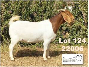 1X BOER GOAT FLOCK DOE Paul Moore Mooredale -1212