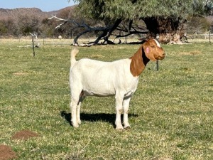 WITHDRAWN - 1X BOER GOAT DOE Gareth Asher - 1524