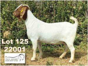 1X BOER GOAT FLOCK DOE Paul Moore Mooredale -1212