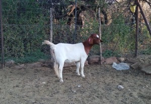 WITHDRAWN - 1X BOER GOAT DOE Gareth Asher - 1524