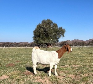 1X BOER GOAT DOE Gareth Asher - 1524