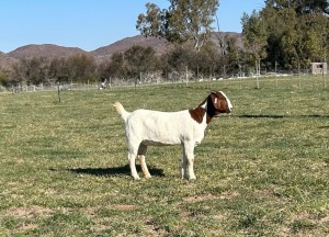 WITHDRAWN - 1X BOER GOAT DOE Gareth Asher - 1524