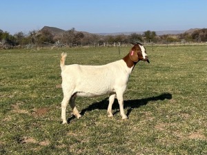 1X BOER GOAT DOE Gareth Asher - 1524