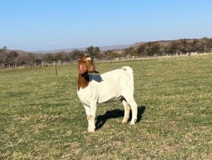 1X BOER GOAT DOE Gareth Asher - 1524