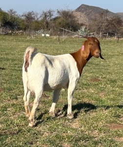 1X BOER GOAT DOE Gareth Asher - 1524