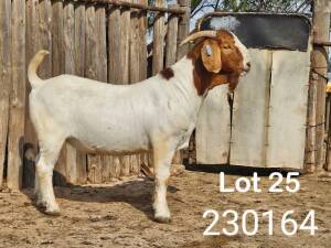 1X BOER GOAT FLOCK BUCK Danie Schoman (Jan-Jurie) Schoeman Excelsior - 667