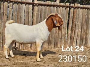 1X BOER GOAT FLOCK BUCK Danie Schoman (Jan-Jurie) Schoeman Excelsior - 667