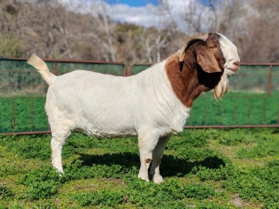 1X BOER GOAT FLOCK BUCK PJ van Rensburg Graslands Boerdery - 1028