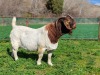 1X BOER GOAT FLOCK BUCK PJ van Rensburg Graslands Boerdery - 1028