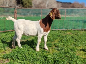 WITHDRAWN - 1X BOER GOAT DOE PJ van Rensburg Graslands Boerdery - 1028