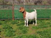 1X BOER GOAT FLOCK DOE PJ van Rensburg Graslands Boerdery - 1028