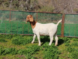 WITHDRAWN - 1X BOER GOAT DOE PJ van Rensburg Graslands Boerdery - 1028