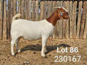 WITHDRAWN - 1X BOER GOAT DOE Danie Schoeman Excelsior - 667