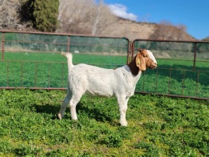 WITHDRAWN - 1X BOER GOAT DOE PJ van Rensburg Graslands Boerdery - 1028