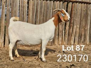 WITHDRAWN - 1X BOER GOAT DOE Danie Schoeman Excelsior - 667