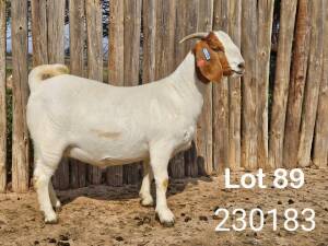 WITHDRAWN - 1X BOER GOAT DOE Danie Schoeman Excelsior - 667