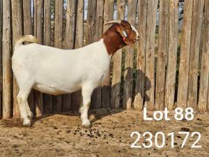 1X BOER GOAT FLOCK DOE Danie Schoeman Excelsior - 667