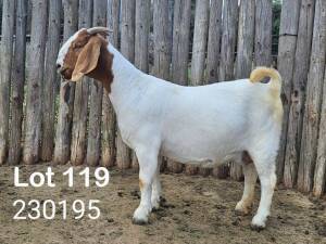 1X BOER GOAT DOE Danie Schoeman Excelsior - 667