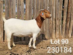 1X BOER GOAT FLOCK DOE Danie Schoeman Excelsior - 667