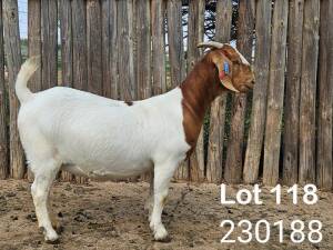 1X BOER GOAT DOE Danie Schoeman Excelsior - 667