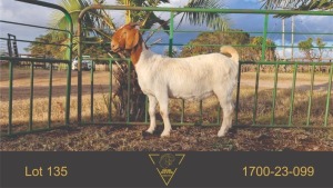 1X BOER GOAT FLOCK DOE Erik Meyer Erik Meyer BBS - 1700