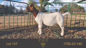 WITHDRAWN - 1X BOER GOAT PREGNANT DOE Erik Meyer Erik Meyer BBS - 1700