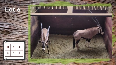 2X GEMSBOK (Per Piece to take the lot/Per stuk om lot te neem)