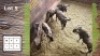 5X BLOUWILDEBEES M:1 V/F:4 (Per Piece to take the lot/Per stuk om lot te neem)