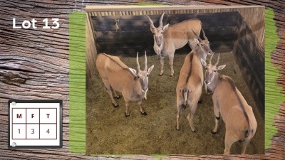 4X ELAND M:1 V/F:3 (Per Piece to take the lot/Per stuk om lot te neem)