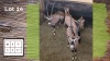 3+1X GEMSBOK (Per Piece to take the lot/Per stuk om lot te neem)