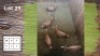 5X BLESBOK V/F:5 (Per Piece to take the lot/Per stuk om lot te neem)